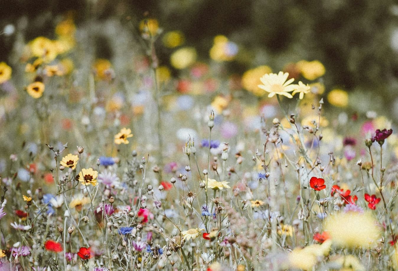 Wildflowers and plants on the terrace.